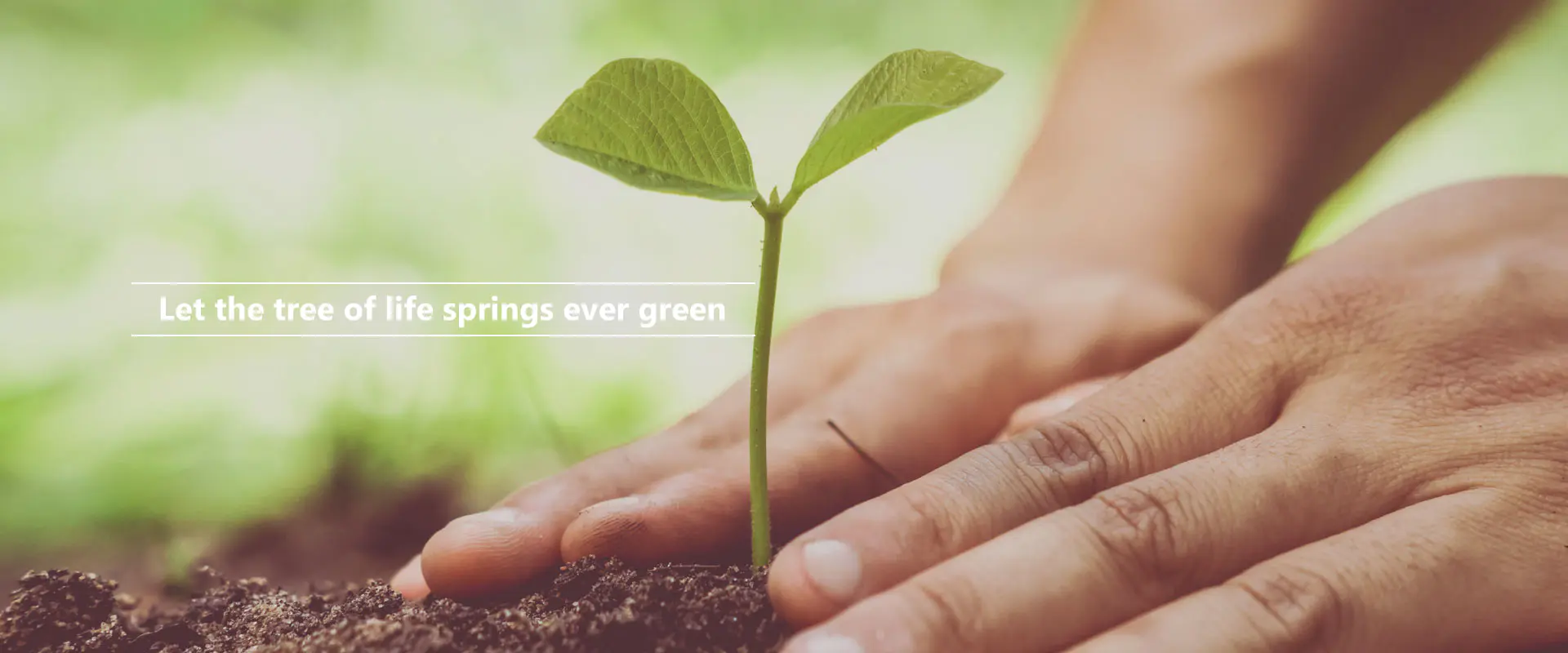 အသက်ပင်၏စမ်းရေသည် အမြဲစိမ်းလန်းပါစေ။